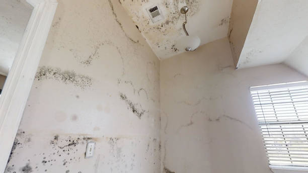 Best Post-Remediation Verification Testing  in Lewisport, KY