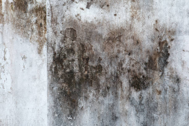 Best Mold-Related Health Consultation  in Lewisport, KY