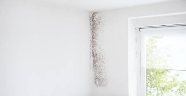 Best Mold Damage Restoration  in Lewisport, KY