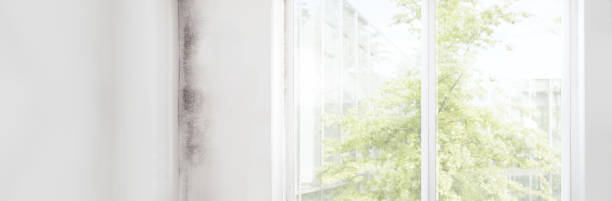 Best Attic Mold Removal  in Lewisport, KY