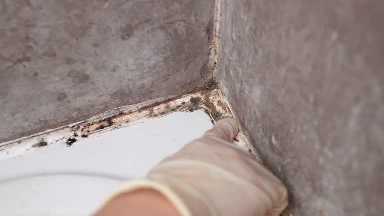 Best Mold Prevention Services  in Lewisport, KY